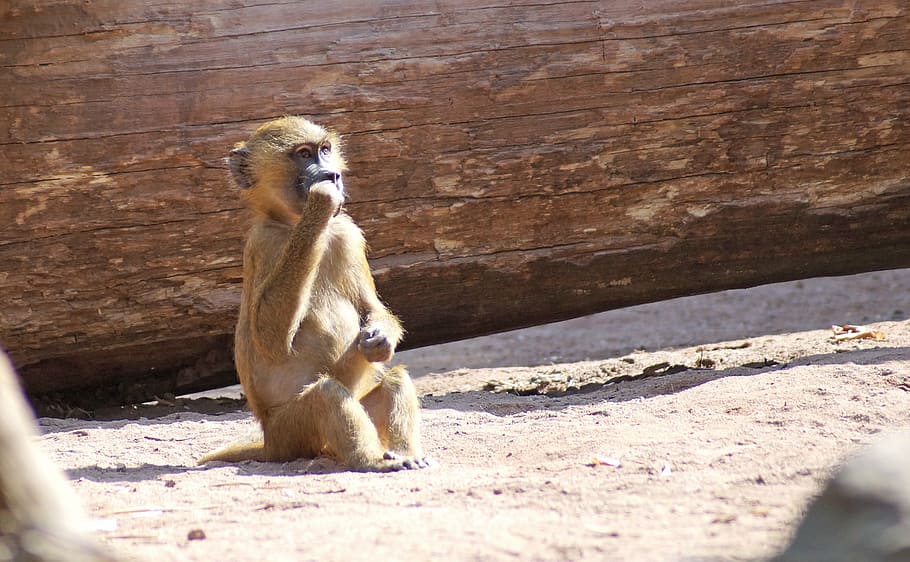 baboon, monkey baby, tiergarten, animal themes, mammal, one animal HD wallpaper