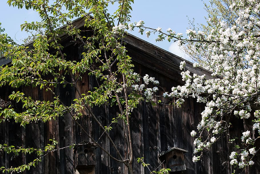 hut, trees, old, wood, weathered, flowers, spring, plant, architecture HD wallpaper