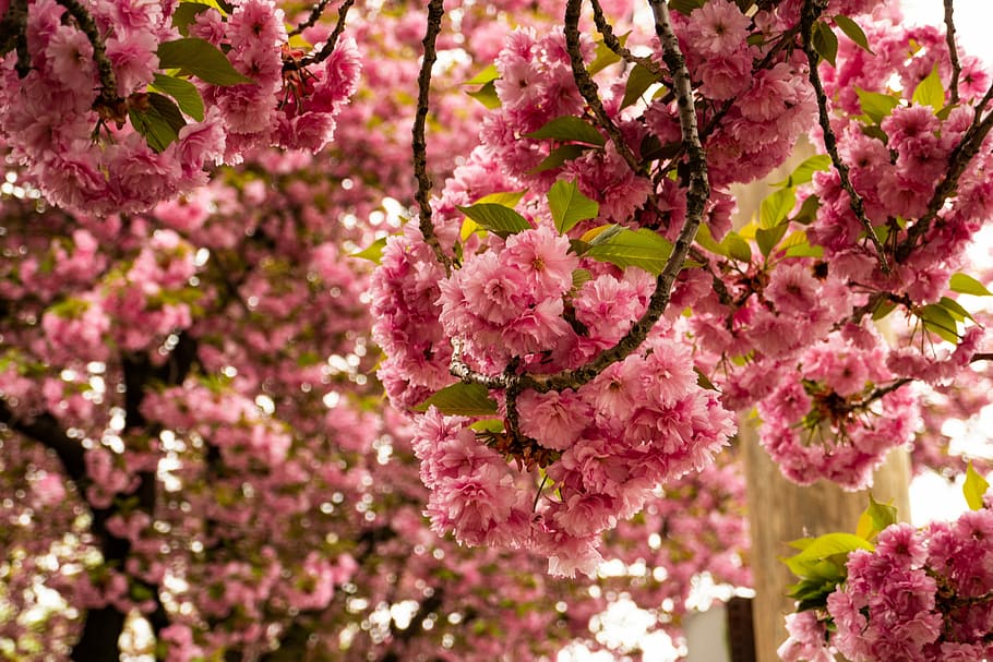 cherry, blossom, flower, spring, flowering plant, freshness HD wallpaper