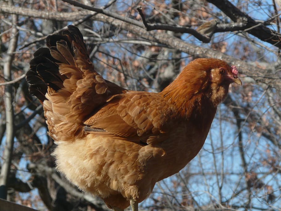 hen, chicken, poultry, domestic animals, animal themes, mammal HD wallpaper