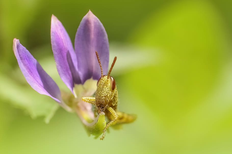 close-up photo of yellow grasshopper, insect, macro, flower HD wallpaper