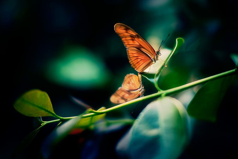 HD wallpaper: brown and black butterfly perching on brown leaf selective focus photography, tilt shift lens photography of two brown butterflies - Wallpaper Flare