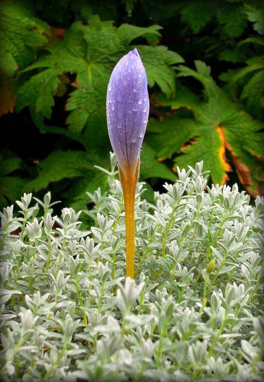 Шафран садовый цветок