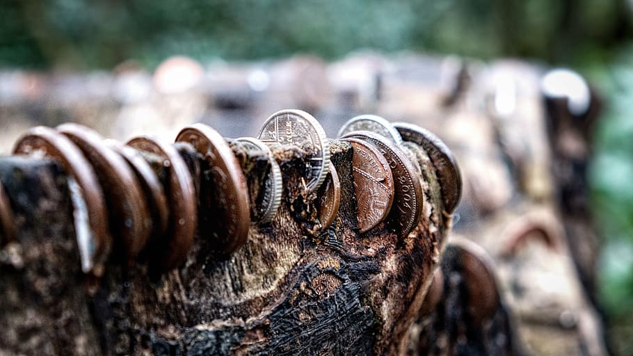tree stump, coins, forest, wood, nature, money, rural, selective focus HD wallpaper