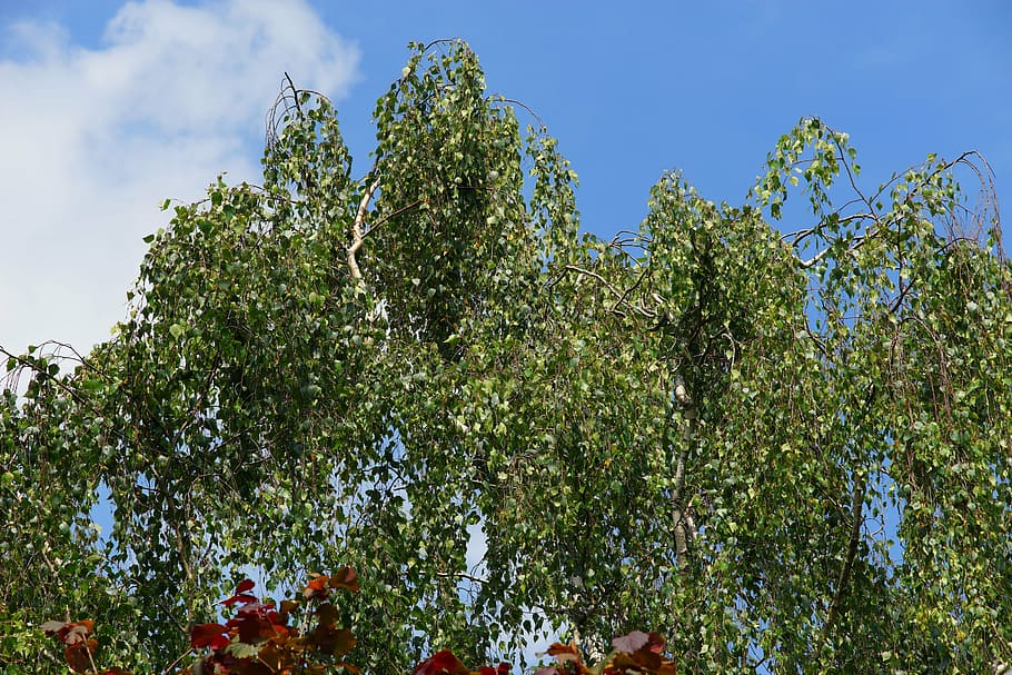 birch, trees, nature, green, bark, leaves, landscape, sky, summer HD wallpaper