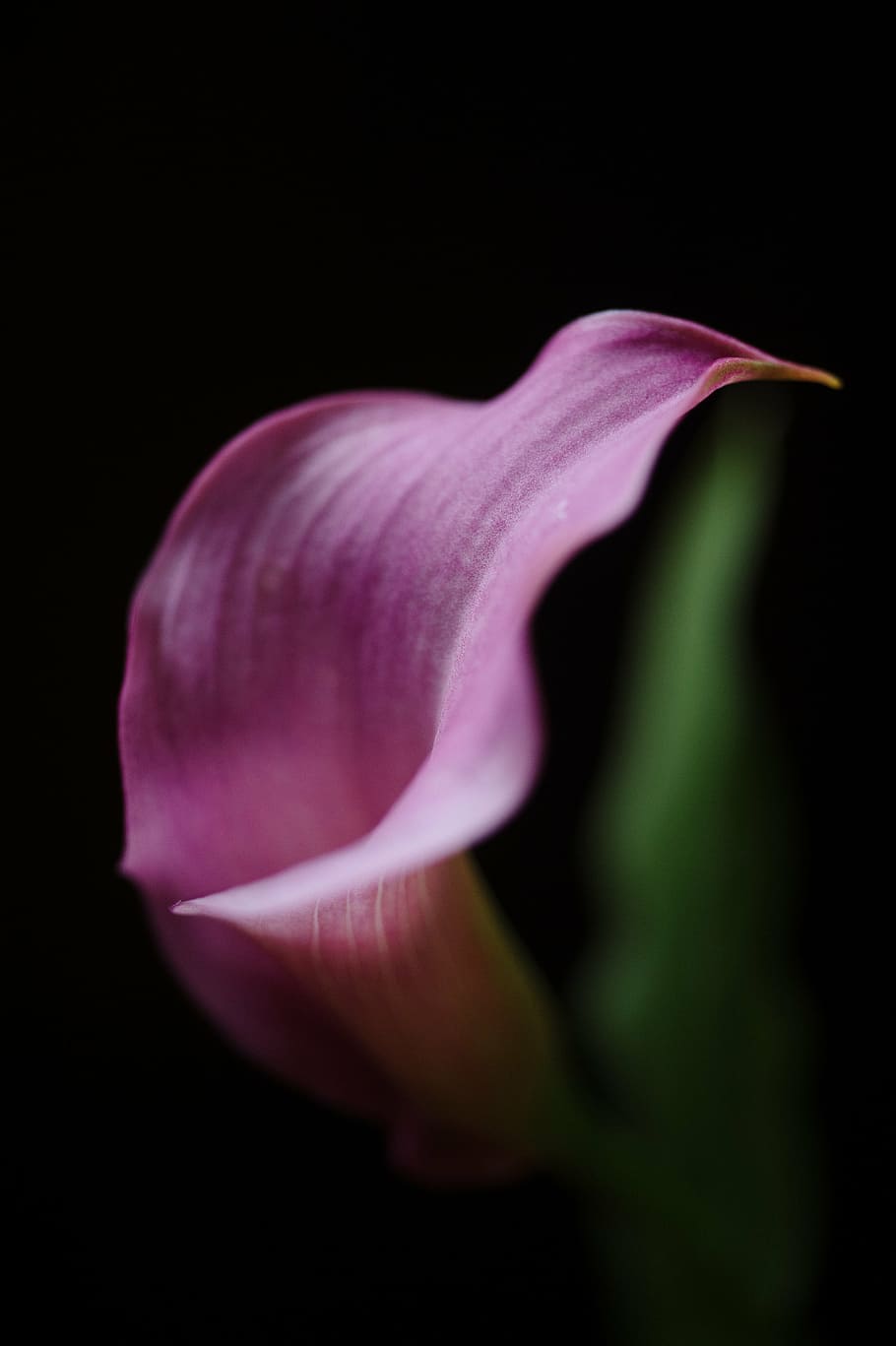 calla, lilly, calla-lilly, delicate, curve, curl, botanical HD wallpaper