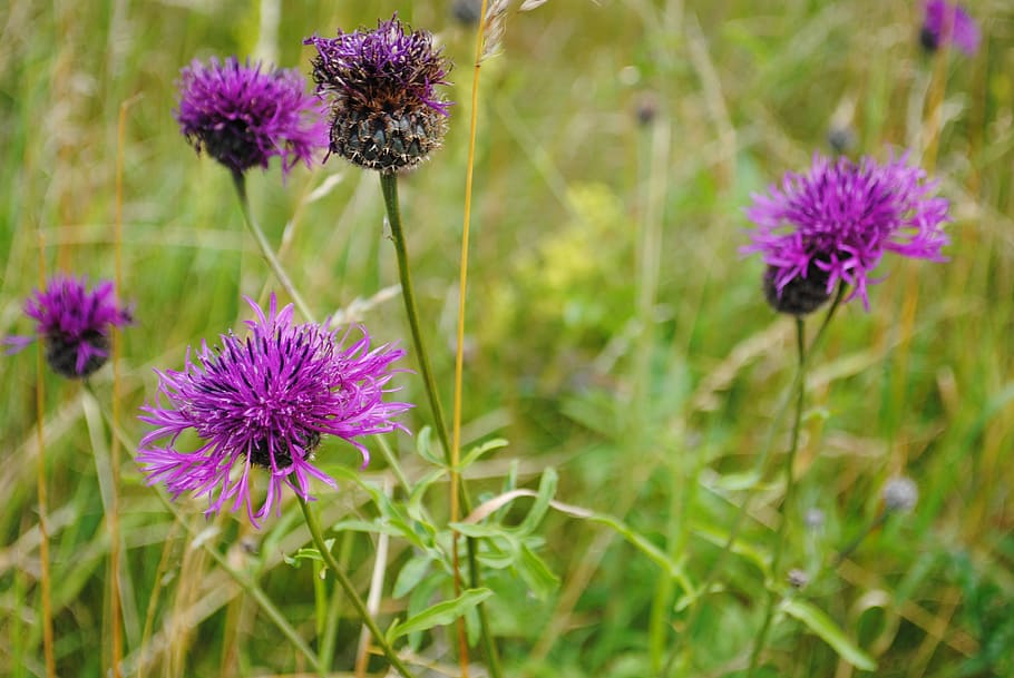 flower, thistle, have, flowering plant, freshness, purple, beauty in nature HD wallpaper