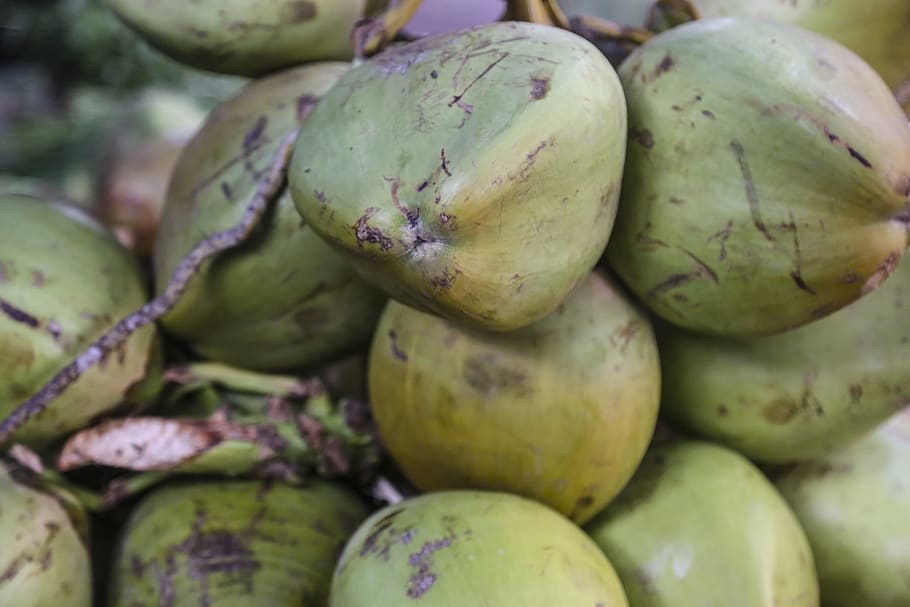 coconuts, bunch, fruit, summer, beach, food and drink, healthy eating HD wallpaper