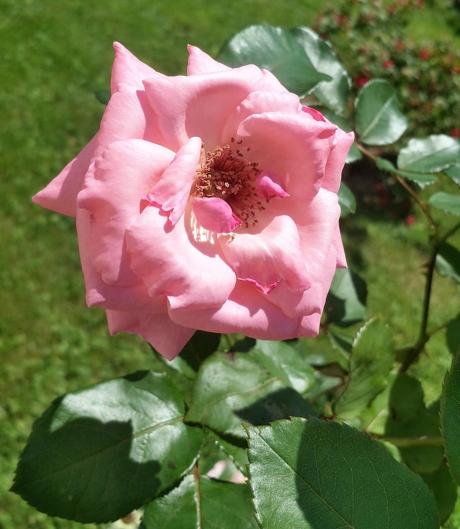flower, leaf, rosa, plant, spring, flowers, garden, vegetation HD wallpaper