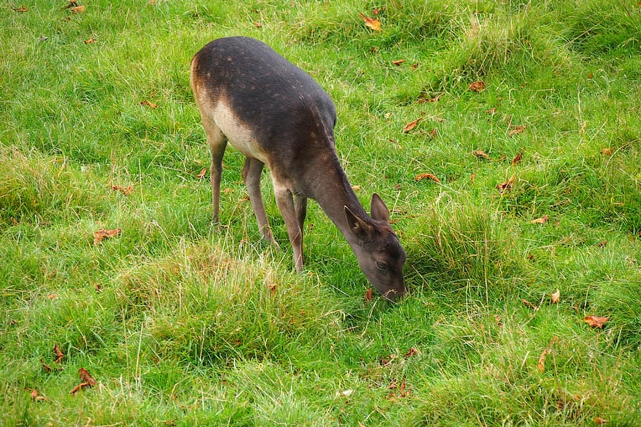 deer, nature, animals, wild, animal world, grass, mammal, plant HD wallpaper