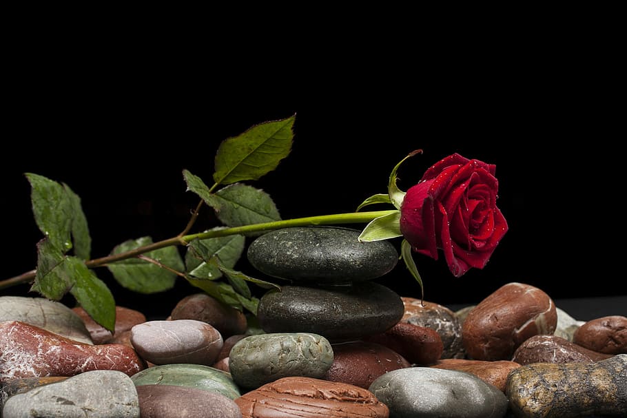 close up photo of red rose in black balance stone, love, flower, HD wallpaper