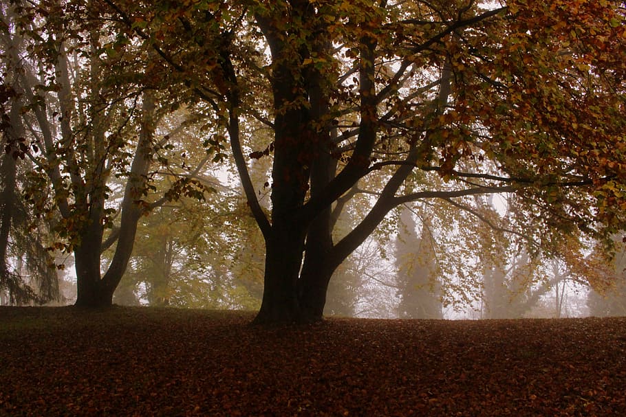 tree, beech, autumn, leaves, mood, nature, forest, landscape HD wallpaper