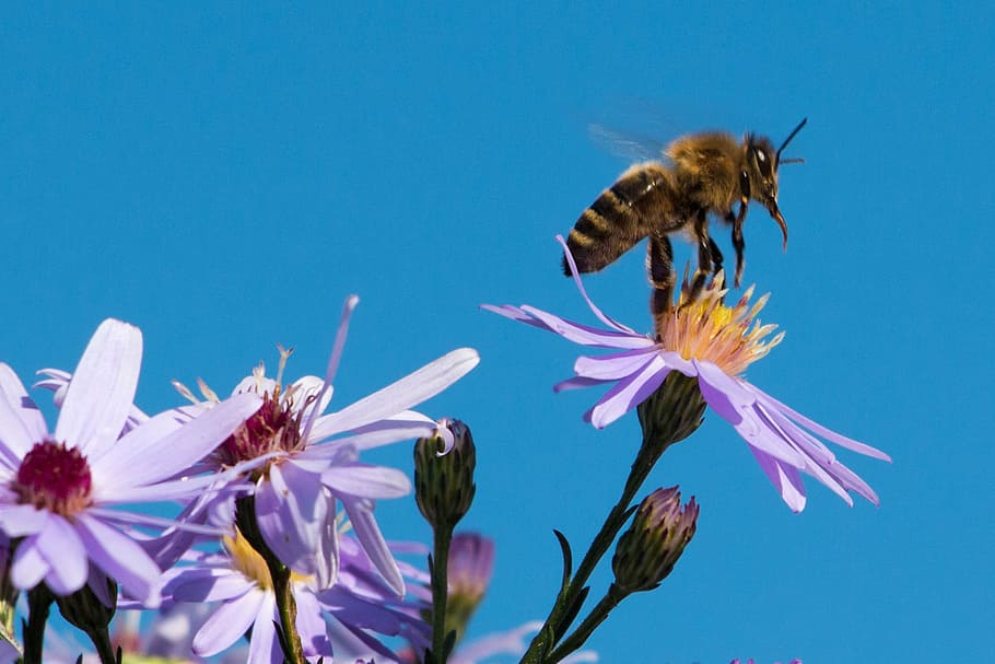 bee, insect, honey bee, close, macro, animal, asters, flowers HD wallpaper