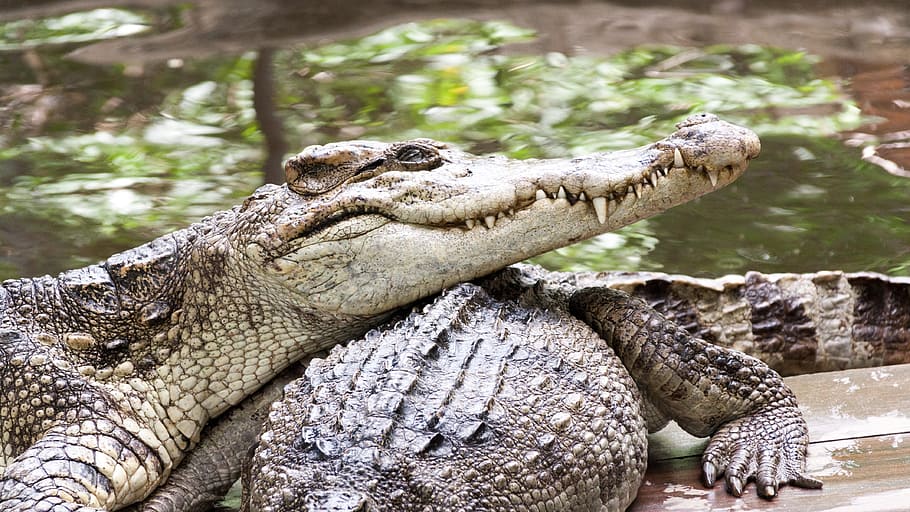 crocodiles, rests, teeth, reptile, predator, animal themes HD wallpaper