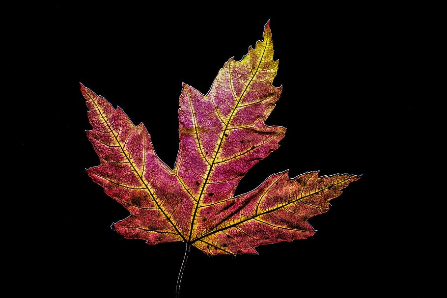 leaf, red, maple, nature, plant part, black background, autumn HD wallpaper