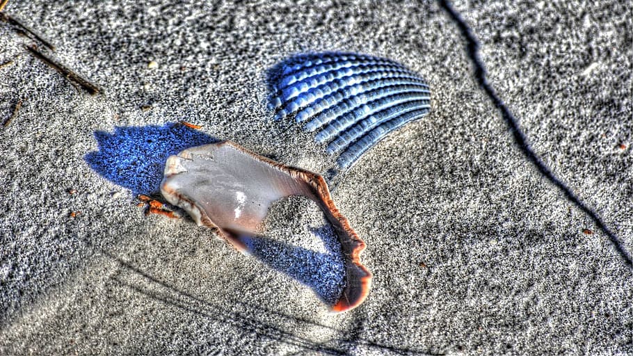 shell, sand, beach, high angle view, animals in the wild, animal wildlife HD wallpaper