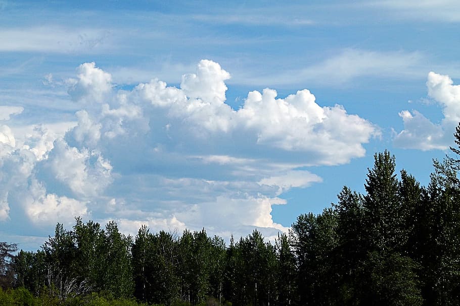 Nature, Sky, Cumulus, Clouds, blue, weather, tree, cloud - sky HD wallpaper