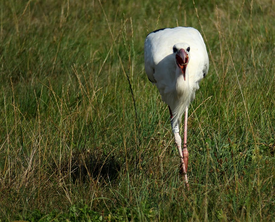 stork, eat, bill, rattle stork, bird, eastern, animal world, HD wallpaper