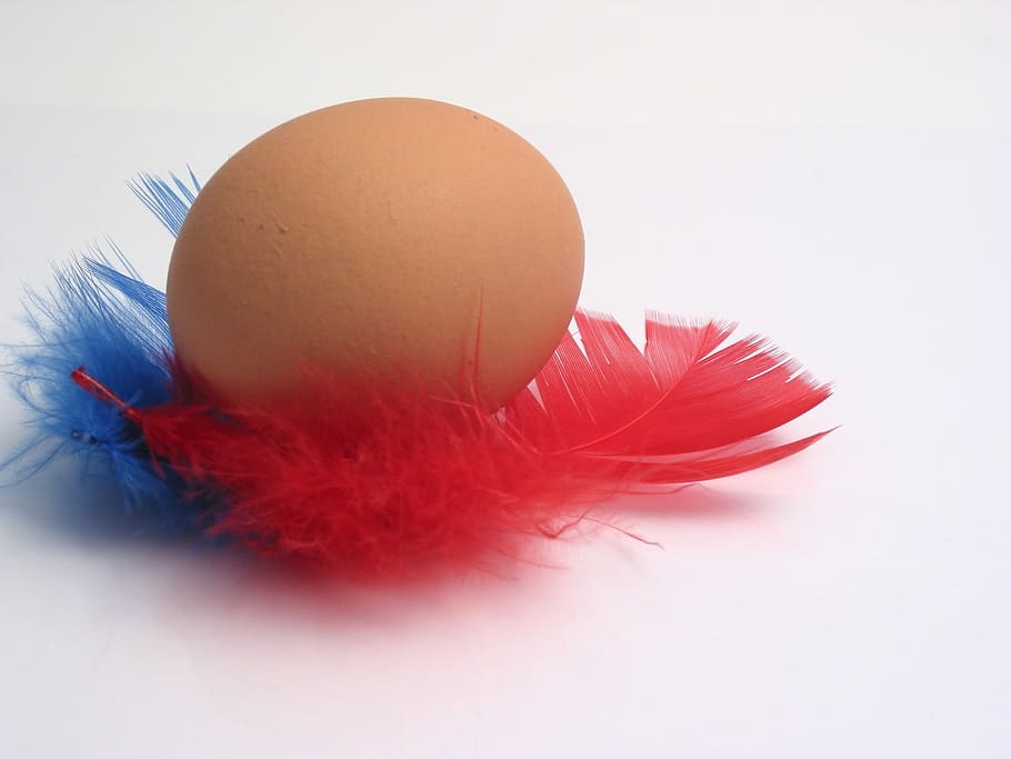 Macro, Egg, Plumes, Soft, Still Life, red, white background HD wallpaper