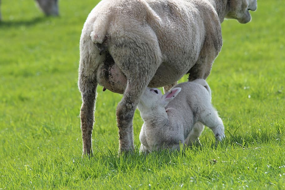lamb, sheep, ewes, breastfeeding, animal, deichschaf, young, HD wallpaper