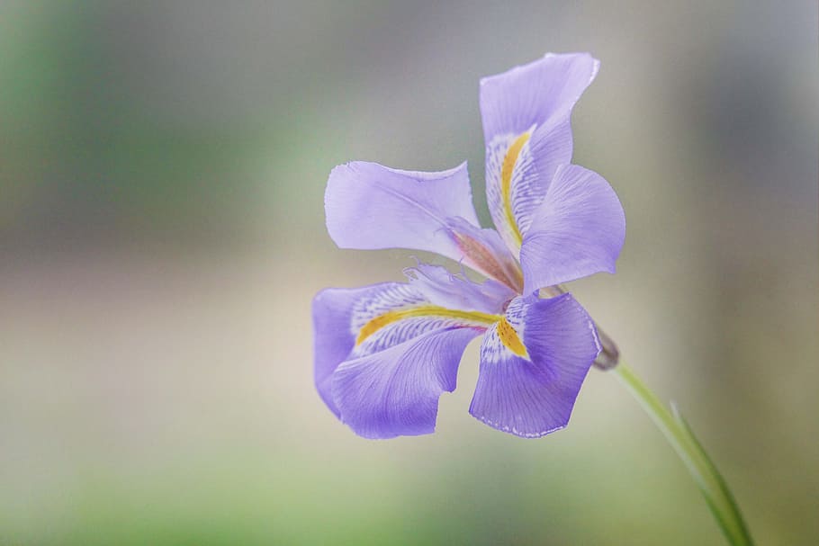 purple iris flower, Lavender, Nature, green, winter, floral HD wallpaper