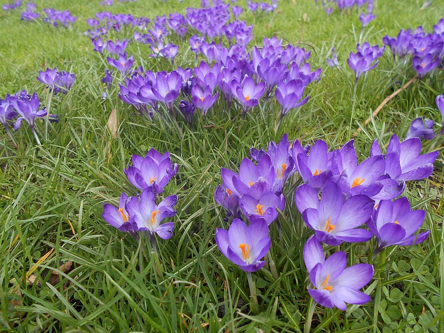 crocus, flower, spring, nature, bloom, blooming, flora, purple HD wallpaper