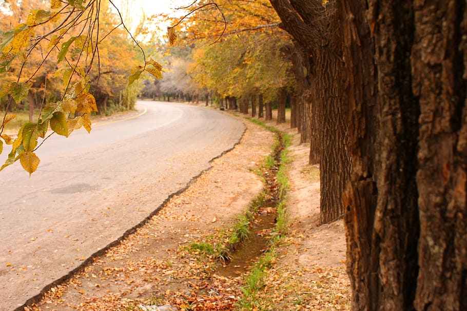 path, tree, leaf, autumn, dry leaf, leaves, yellow, winter HD wallpaper