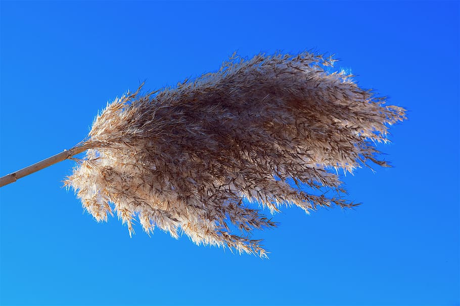 reed, fluffy, close up, blue, sky, sunlight, nature, bright HD wallpaper
