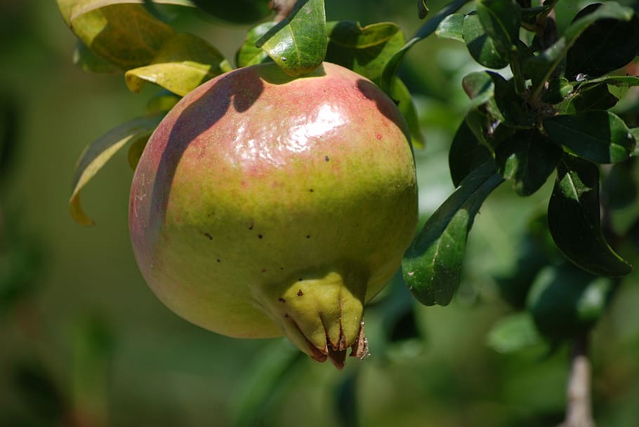 pomegranate, fruit, food and drink, healthy eating, freshness HD wallpaper
