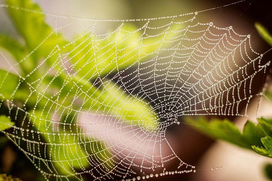 selective focus photography of spider web on green leaf, raindrops HD wallpaper