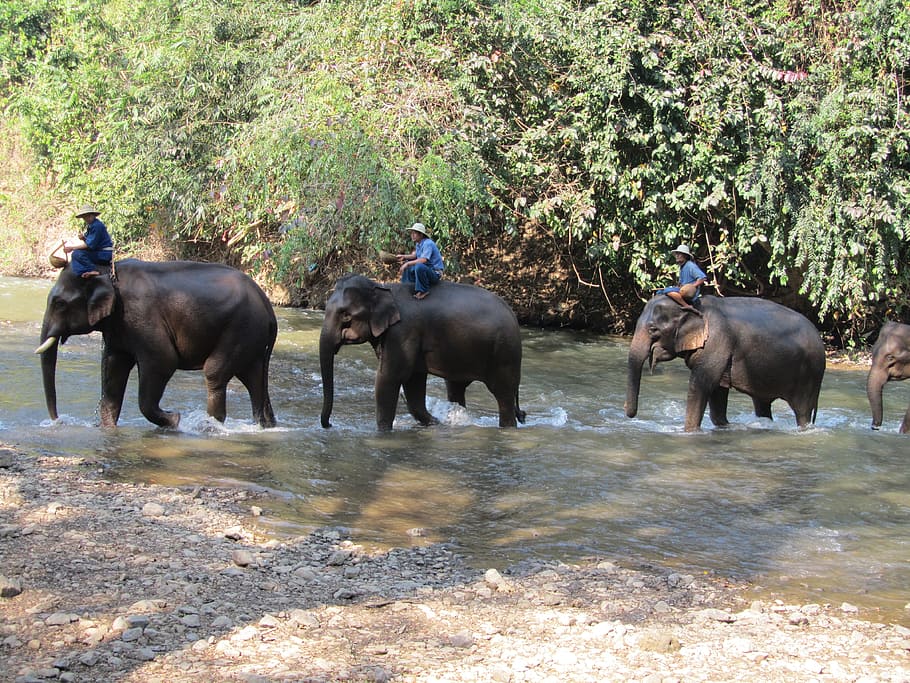 three person riding black elephants during daytime, Thailand, HD wallpaper