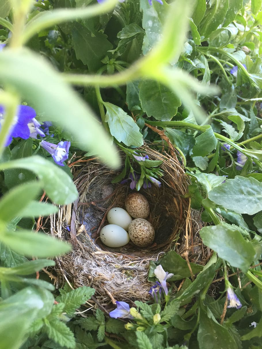 birds, nest, spring, egg, animal nest, food, animal egg, leaf HD wallpaper