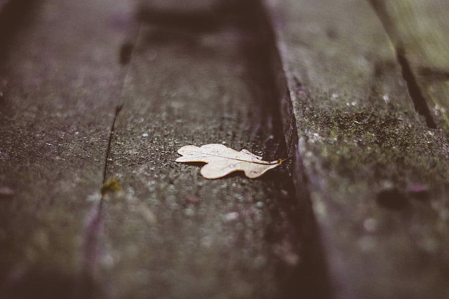 white leaf on wooden surface, macro photography of brown leaf on brown surface HD wallpaper