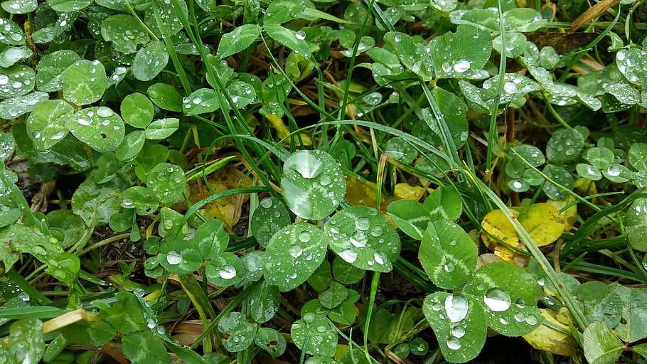 Clover, Meadow, Drops, Plant, rain, leaves, green color, leaf HD wallpaper