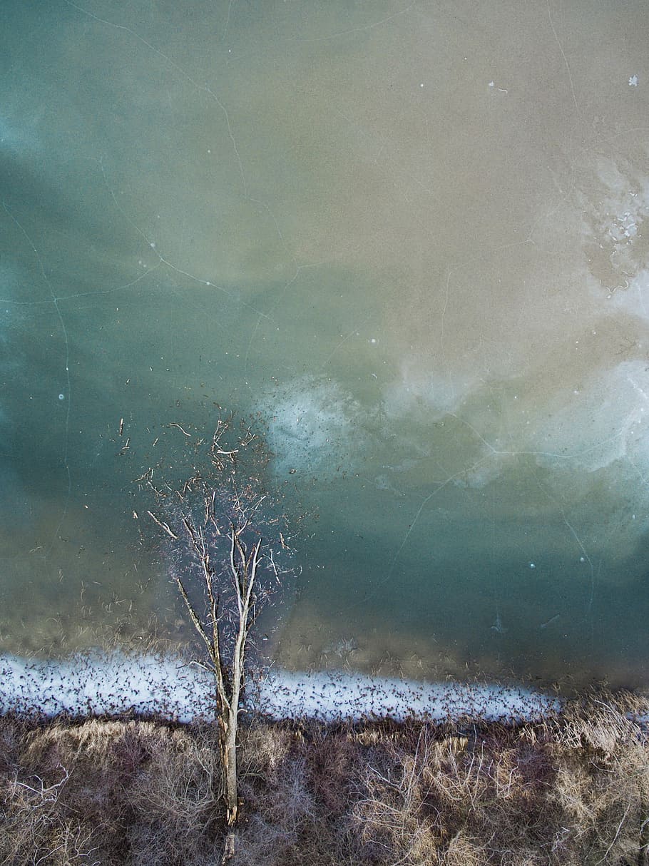 tree on body of water, painting of grass and bare tree, drone view HD wallpaper