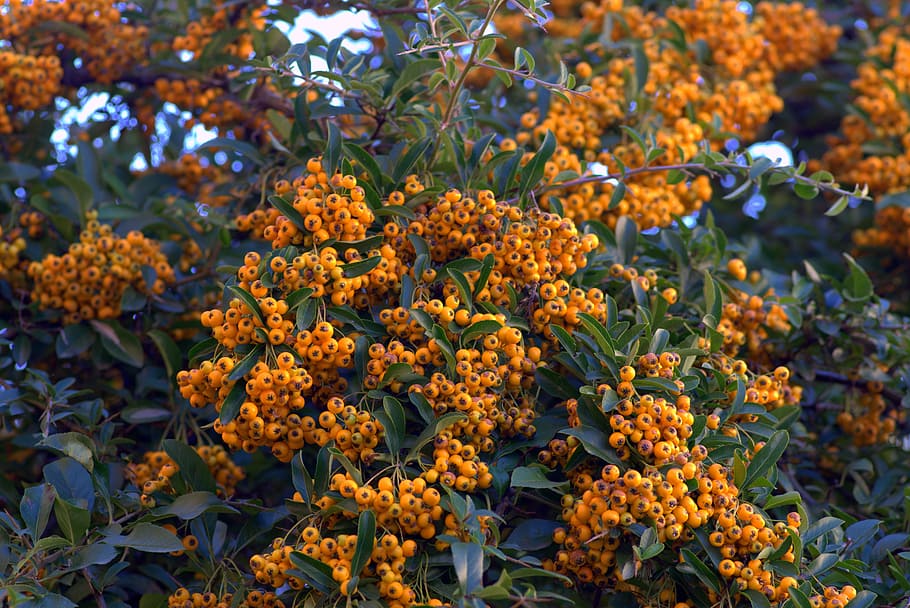 cotoneaster, yellow, fruit, beads, minor, decorative, bush HD wallpaper
