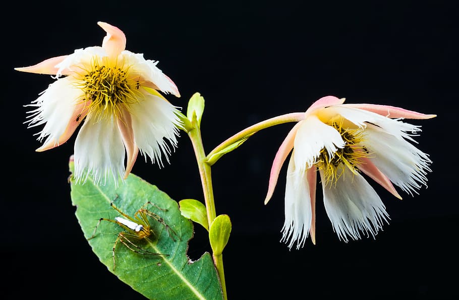 blossom, bloom, spider, arachnid, insect, close, plant, flower HD wallpaper