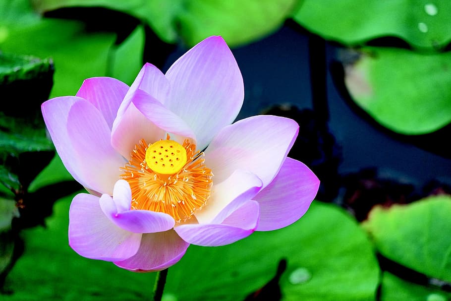 water lilies, pond, flower, pink, soothing, plants, aquatic plant, HD wallpaper