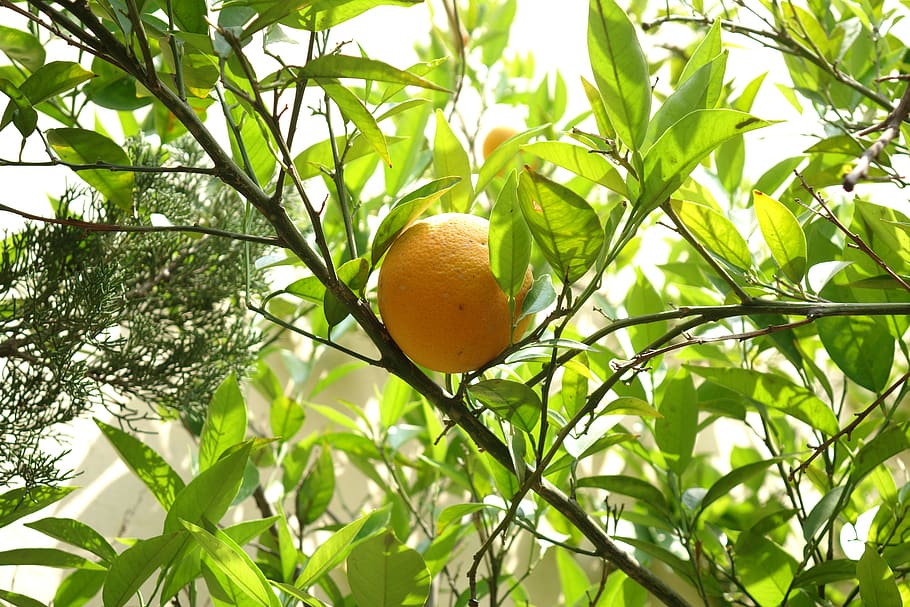 nature, orange, yellow, healthy eating, tree, leaf, food, plant part HD wallpaper