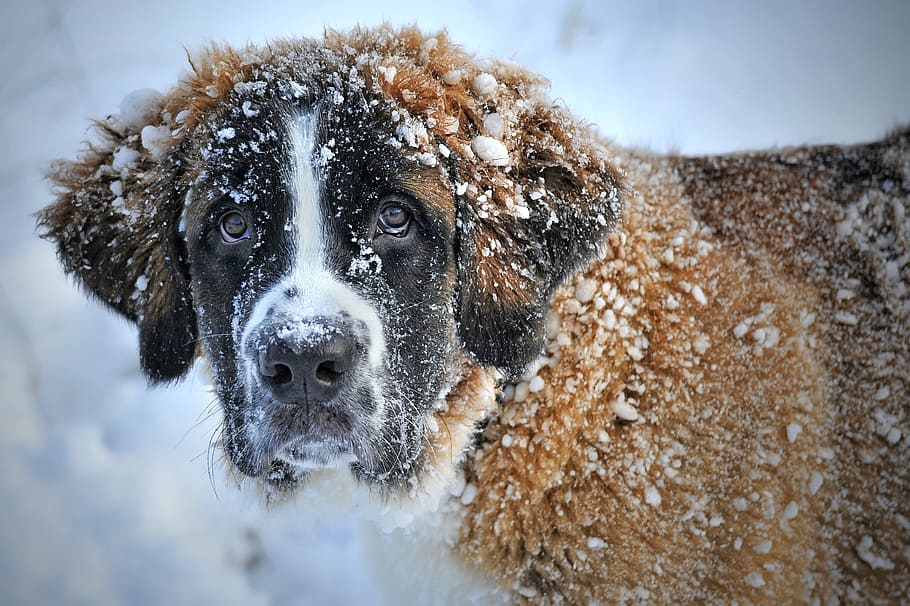 adult brownish-white Saint Bernard covered with snow, dog in the snow