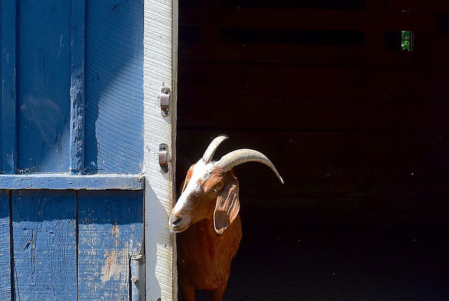 goat, barn, face, horns, head, animal, nature, brown, gray HD wallpaper