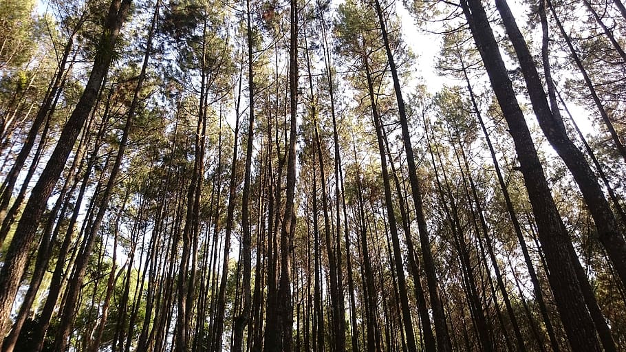 pine, forest, trees, low angle view, plant, tree trunk, land HD wallpaper