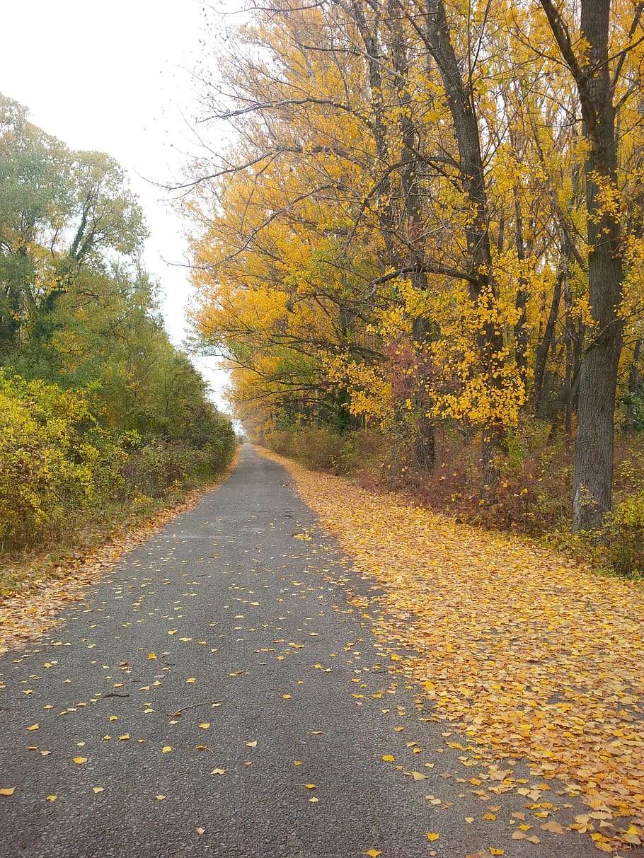 Footpath, Trail, Walkway, Pathway, Trees, autumn, fall, yellow HD wallpaper