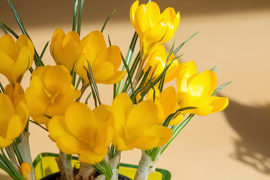 crocus, flower, yellow, yellow flower, flowers, spring flower HD wallpaper