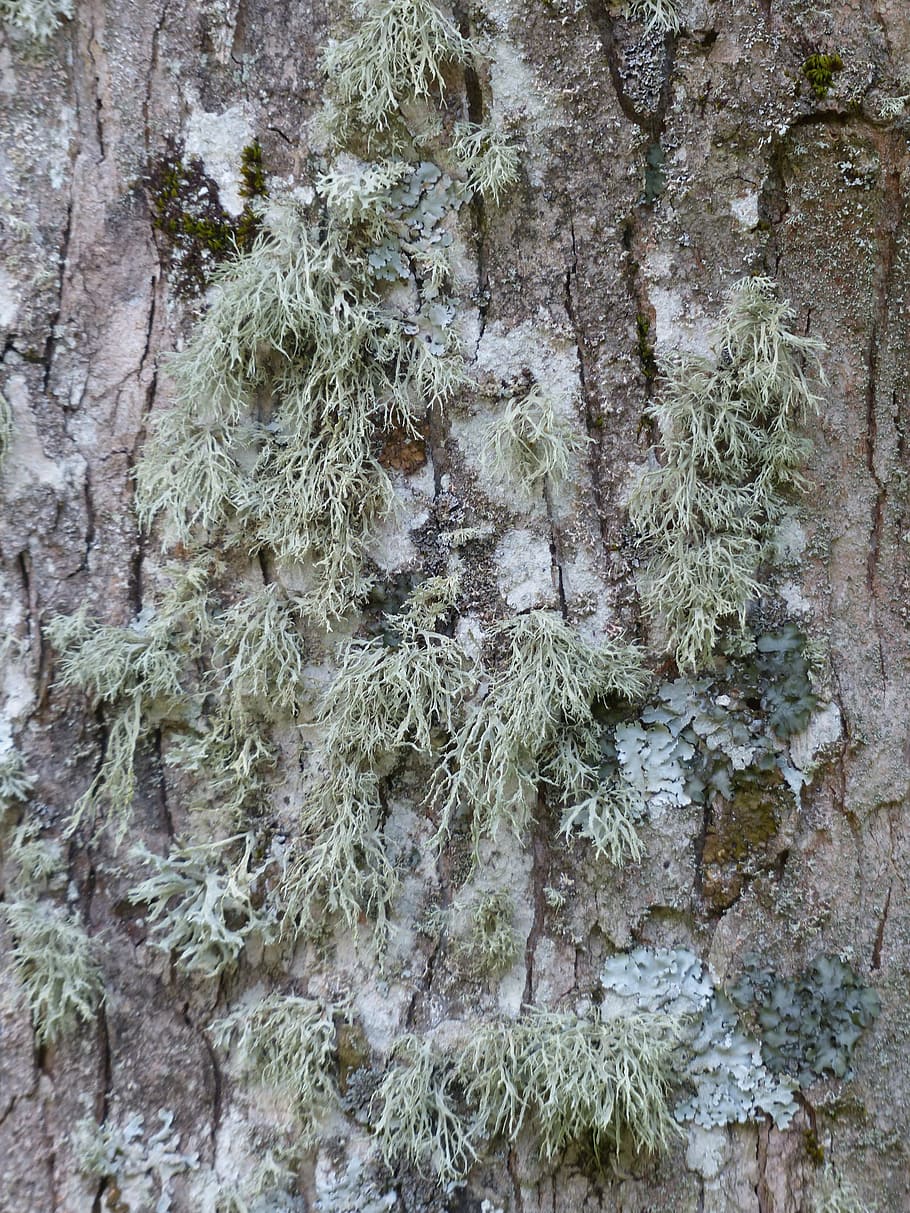 Lichen, Brush, Braid, brush braid, doris farinacea, tree, bark, HD wallpaper