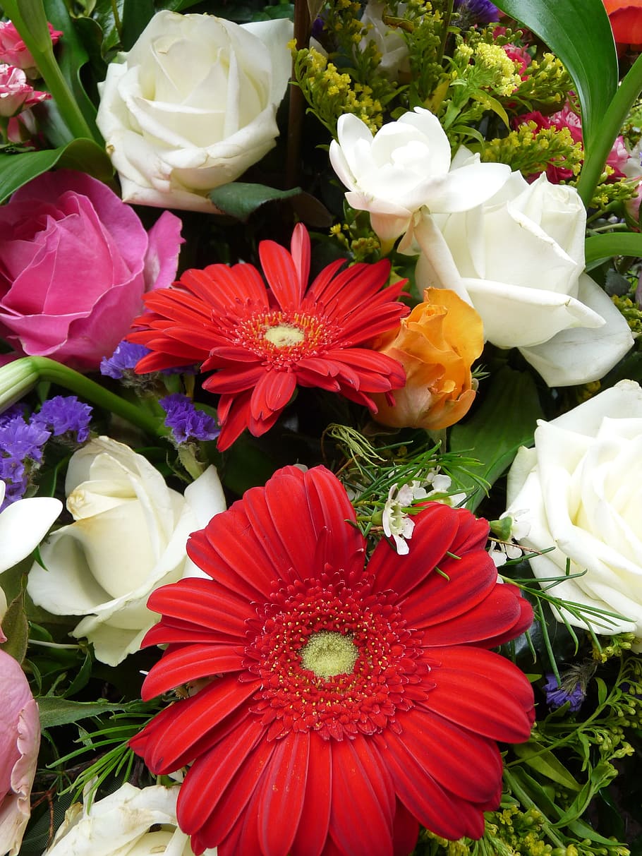 white, gerbera, blossom, bloom, flowering plant, vulnerability HD wallpaper