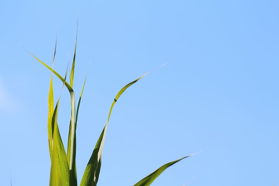 Grass, Grasses, Nature, Sky, Blue, Blue, Green, leaves, agriculture HD wallpaper