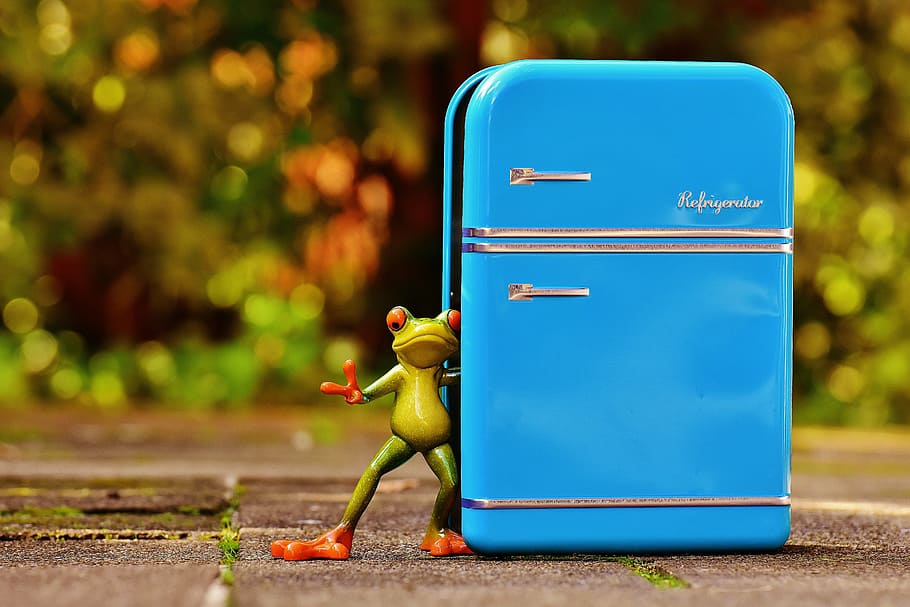 green tree frog figurine next to blue metal case, refrigerator HD wallpaper