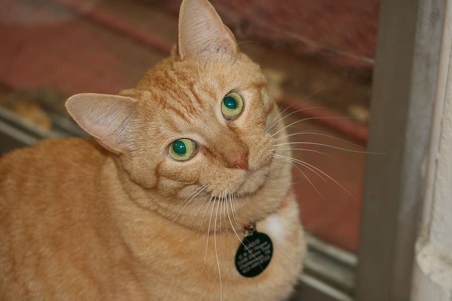 cat, orange, pet, kitty, tabby, green eyes, domestic, pets HD wallpaper