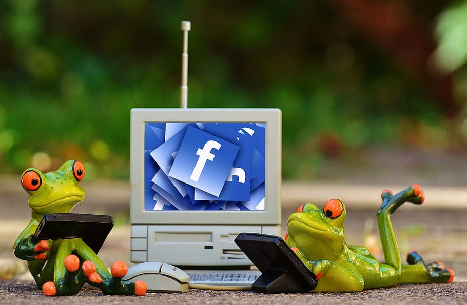 two frogs using gadgets figurines, computer, facebook, social networks HD wallpaper